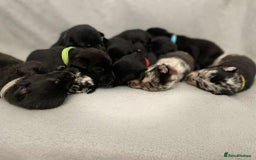 Mixed Breed dogs for sale: Thai ridgeback x merle border collie  - Image 1