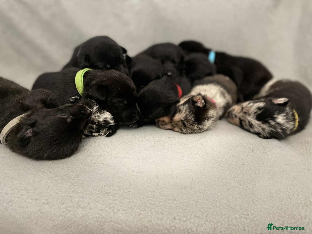 Mixed Breed dogs for sale: Thai ridgeback x merle border collie  - Image 1