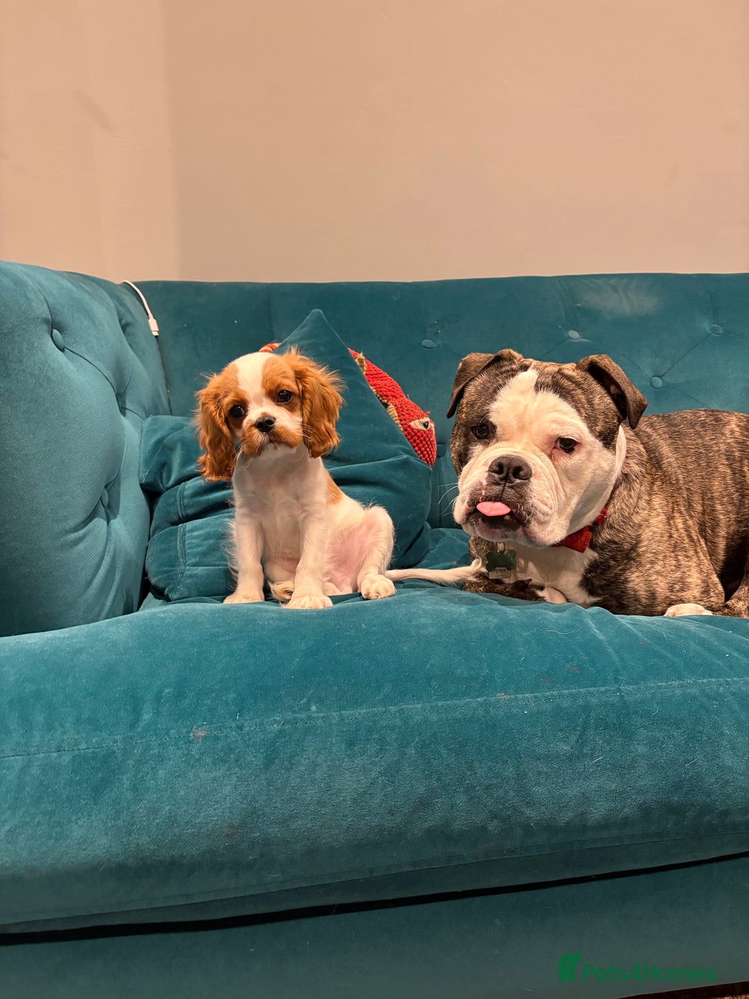 Old Tyme Bulldog dogs for sale: old tyme bulldog looking for a loving home - Advert 3