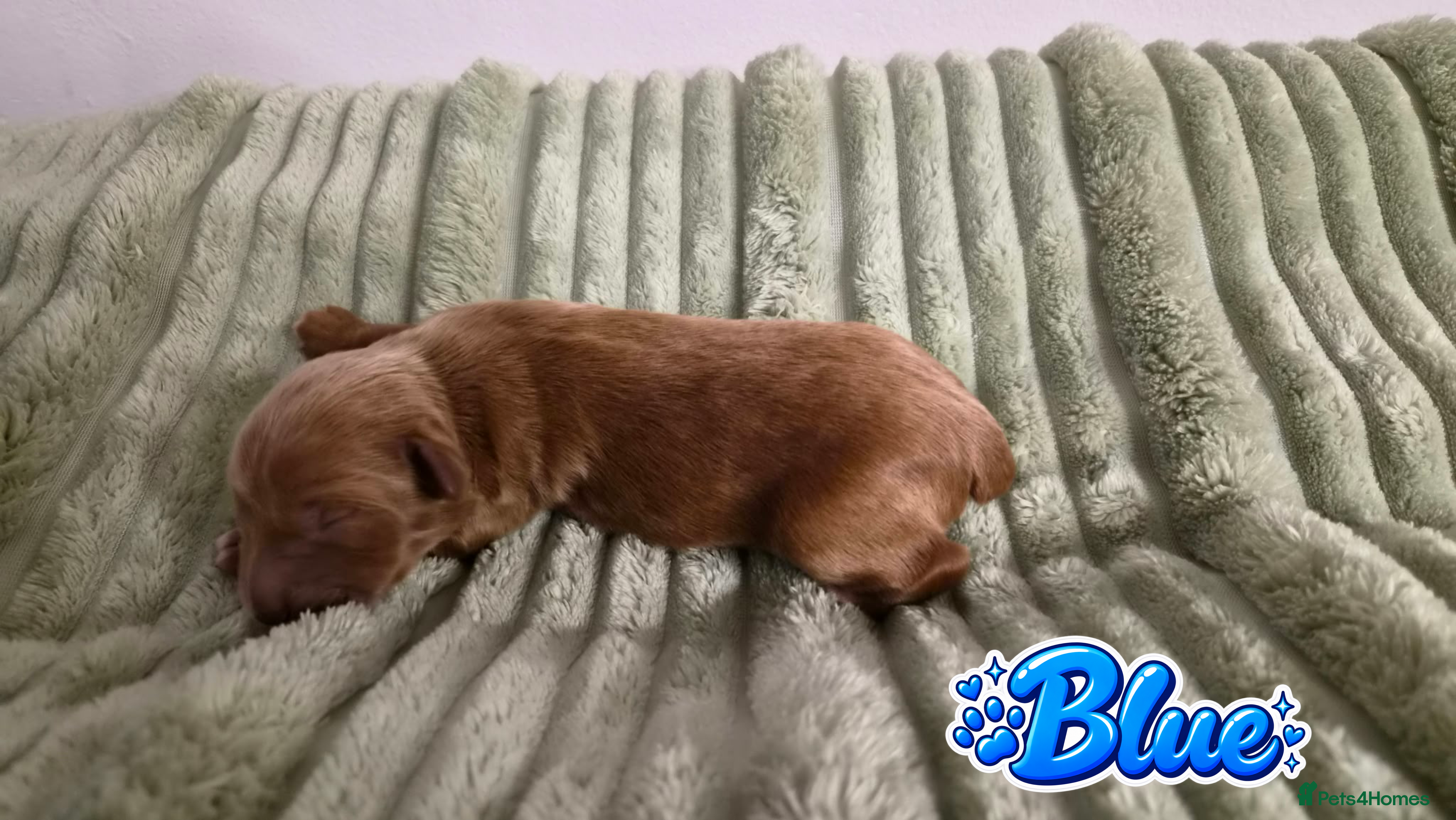 Mixed Breed dogs 4 Beautiful Cavapoo/Australian Labradoodle Puppies - Advert 2