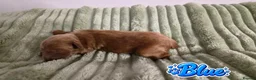 Mixed Breed dogs for sale: 4 Beautiful Cavapoo/Australian Labradoodle Puppies - Advert 2
