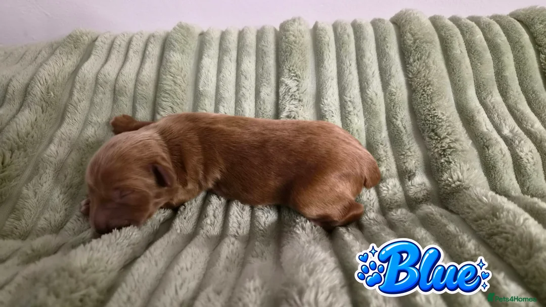 Mixed Breed dogs for sale: 4 Beautiful Cavapoo/Australian Labradoodle Puppies - Advert 2