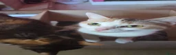 Domestic Shorthair cats for sale: Beautiful kittens - Advert 1