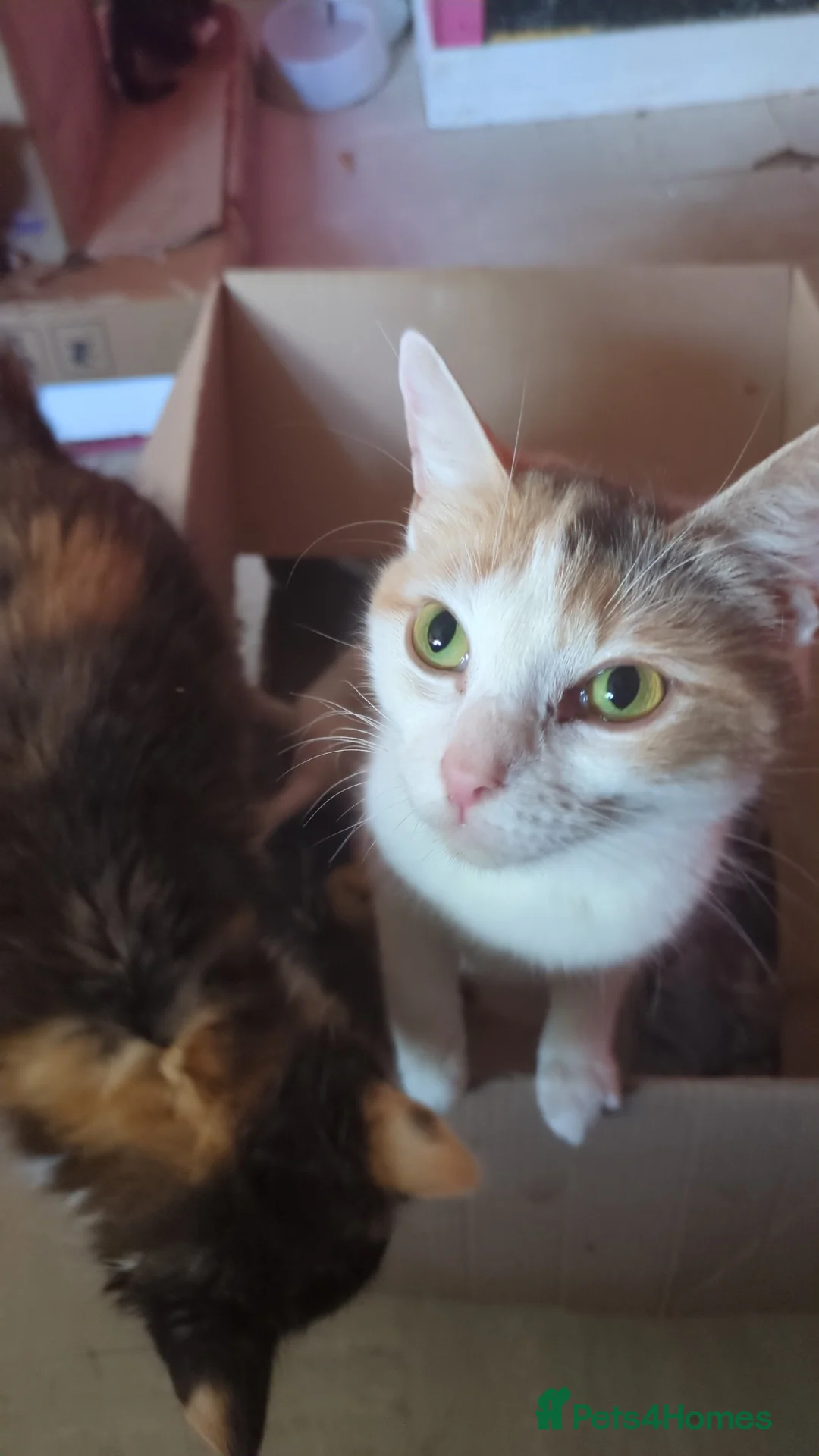 Domestic Shorthair cats for sale: Beautiful kittens - Advert 1