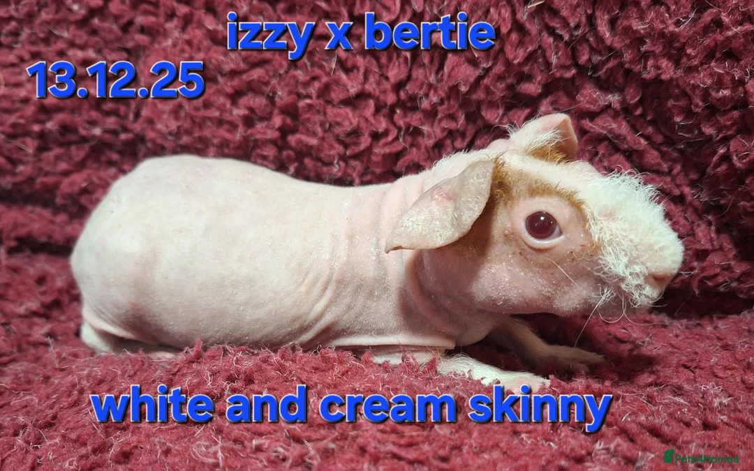 Guinea Pig rodents for sale: 6 male skinny/werewolf pig boars  - Advert 2