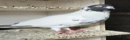 Pigeons birds for sale: Afghni pigeions in Southall - Advert 12