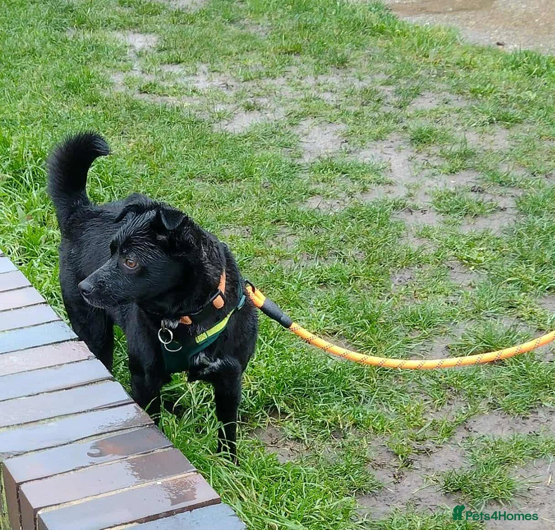 Mixed Breed dogs for adoption: Spirit for adoption in Bedford - Advert 9