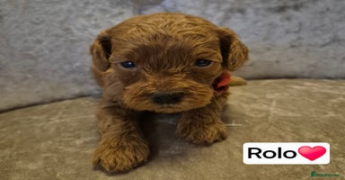 Cavapoo dogs 🧡 HEALTH TESTED F1B CAVAPOO  PUPPIES🧡 - Advert 9