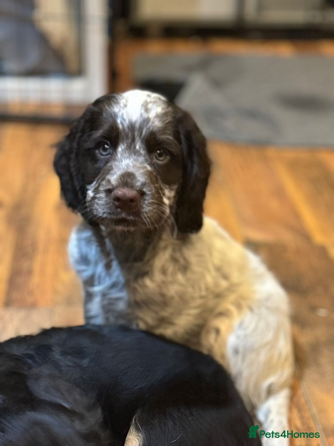 Cocker Spaniel dogs for sale: Last boy left !! working cocker spaniels - Advert 19