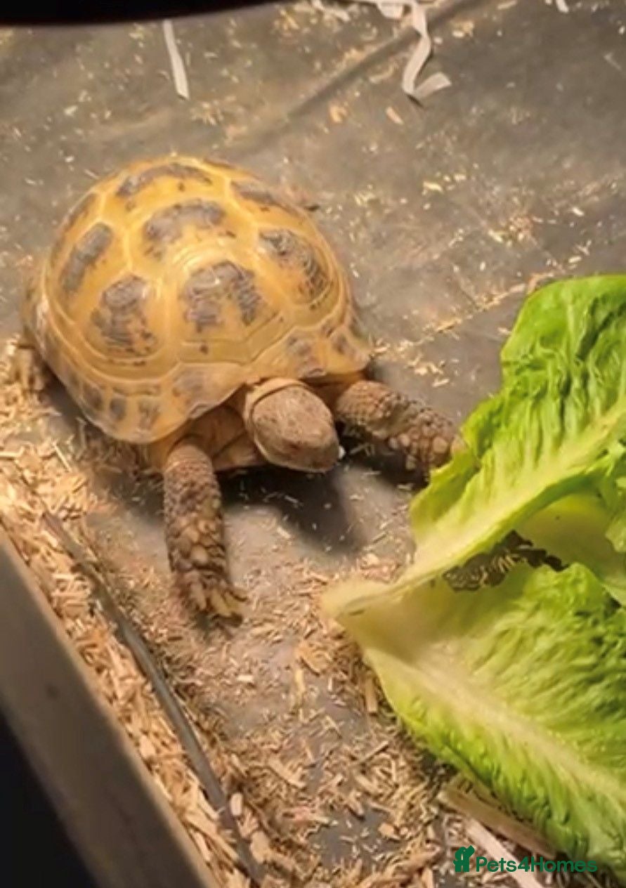 Tortoise reptiles Horsefield tortoise  - Advert 1