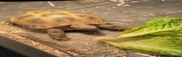 Tortoise reptiles for sale: Horsefield tortoise  - Advert 1