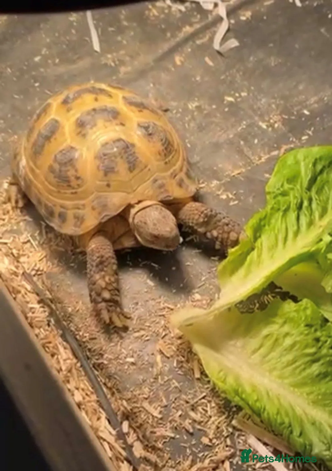 Tortoise reptiles for sale: Horsefield tortoise  - Advert 1