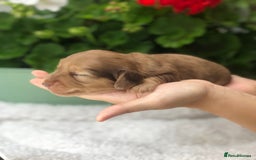 Miniature Dachshund dogs for sale:  Cream long haired puppies available😍🐾 - Image 9