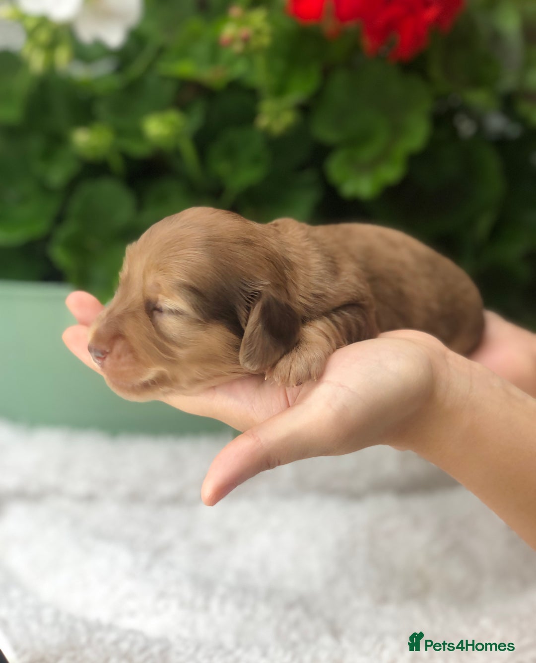 Miniature Dachshund dogs for sale:  Cream long haired puppies available😍🐾 - Image 9