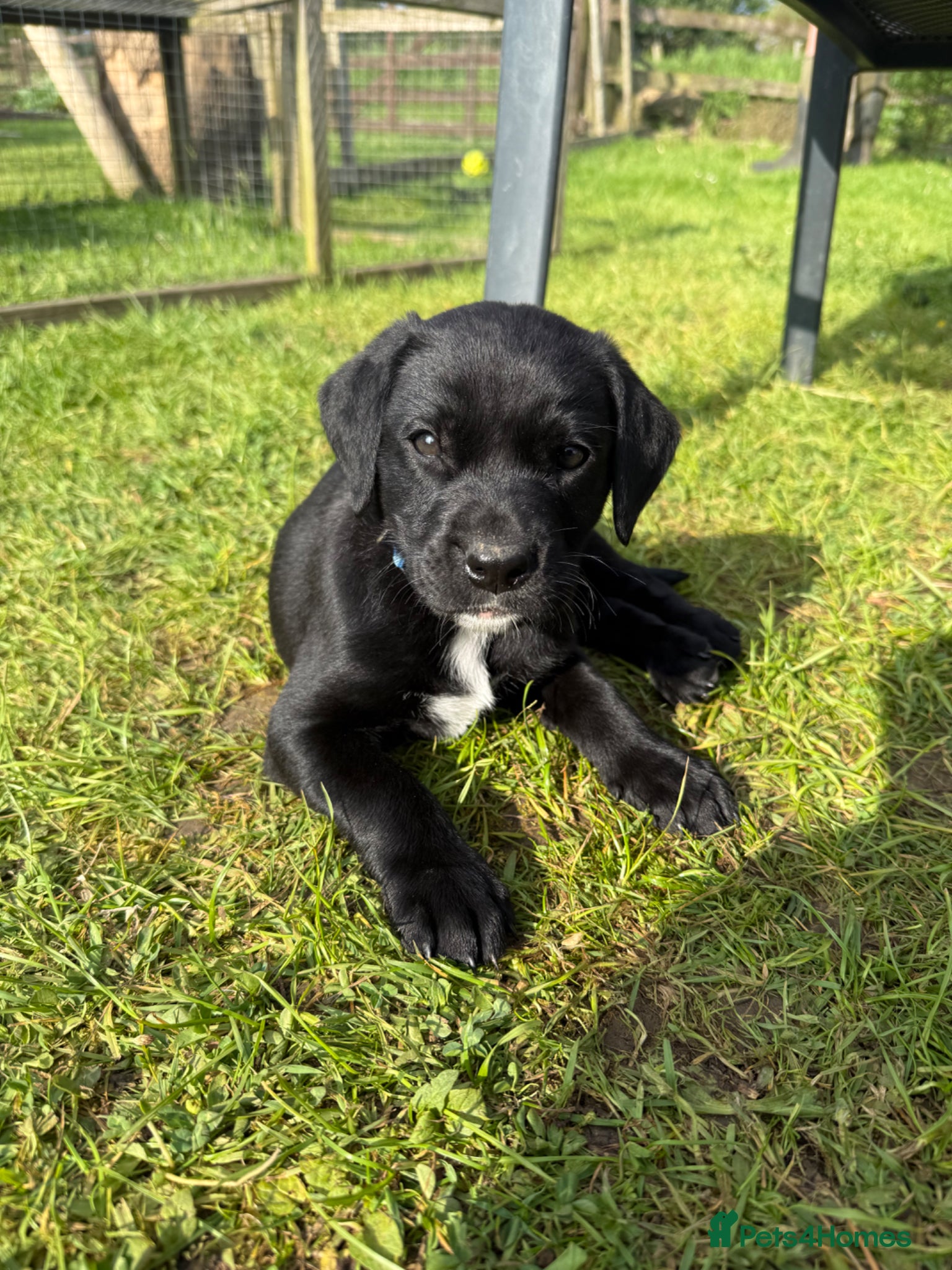 Labrador Retriever dogs Rare Black with White medallion KC Labrador boy - Advert 3