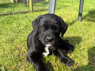 Labrador Retriever dogs Rare Black with White medallion KC Labrador boy - Advert 3
