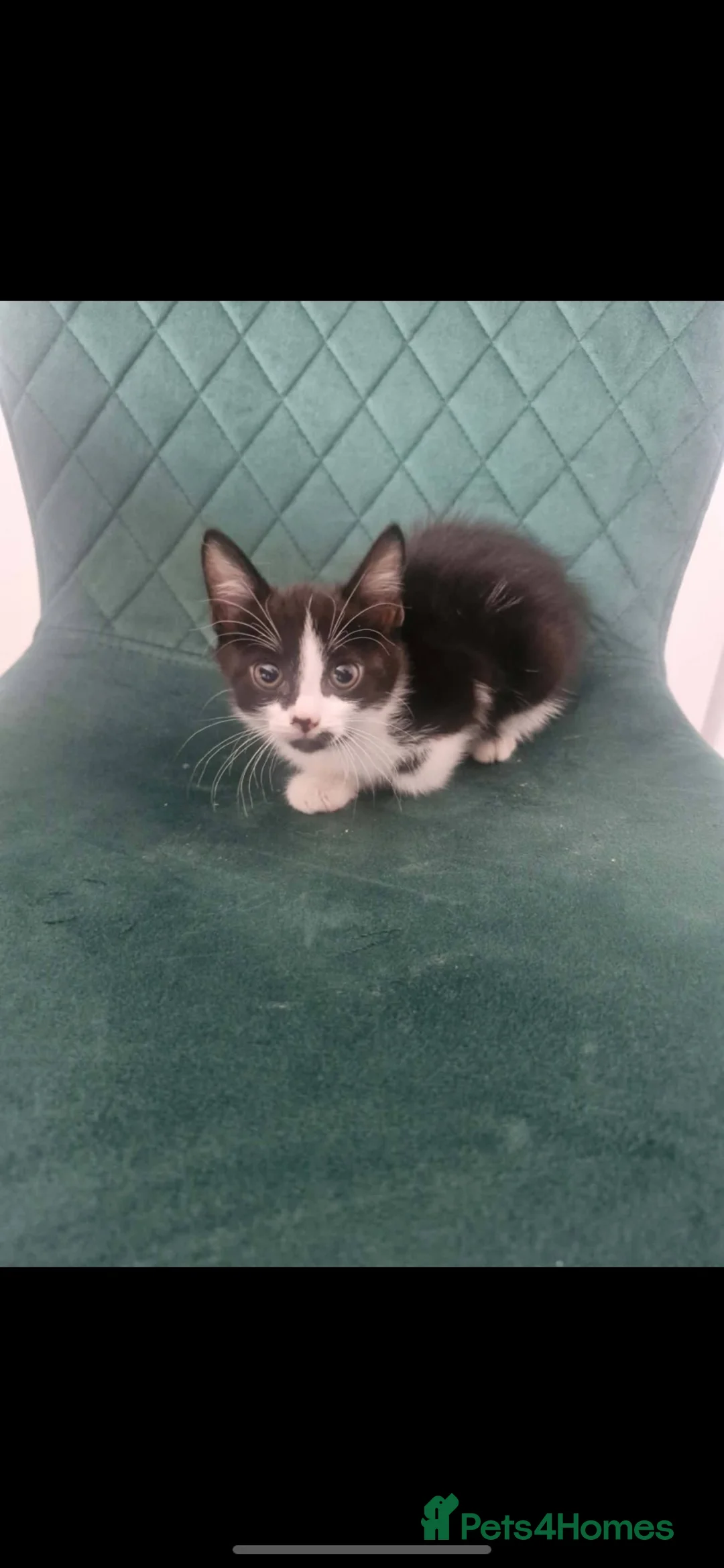 Mixed Breed cats for sale: Urgent Need Rehoming Mother and two male kitten in London - Advert 4