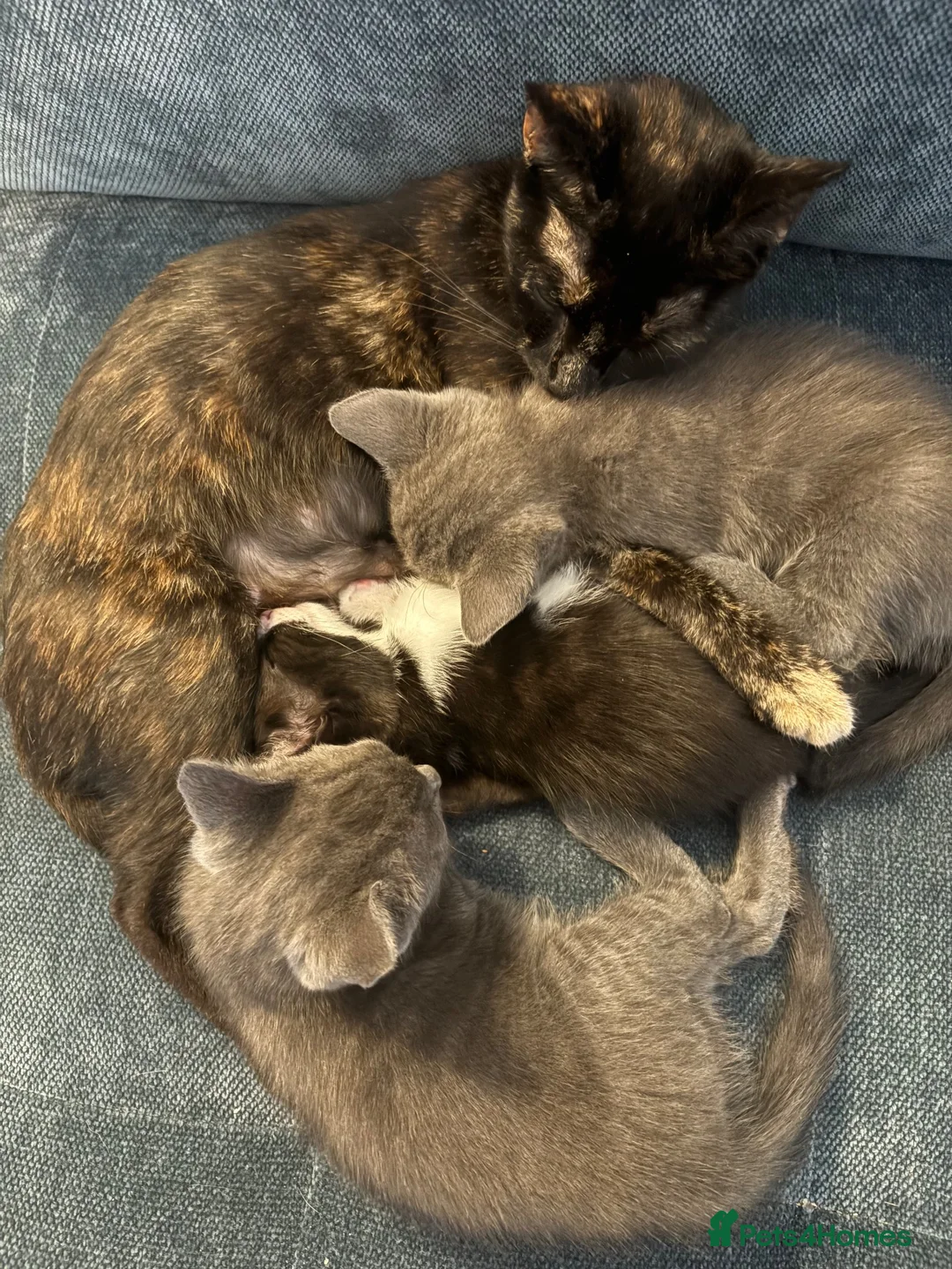 Mixed Breed cats for sale: 3 Female kittens  - Advert 1