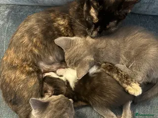 Mixed Breed cats 3 Female kittens - Advert 3