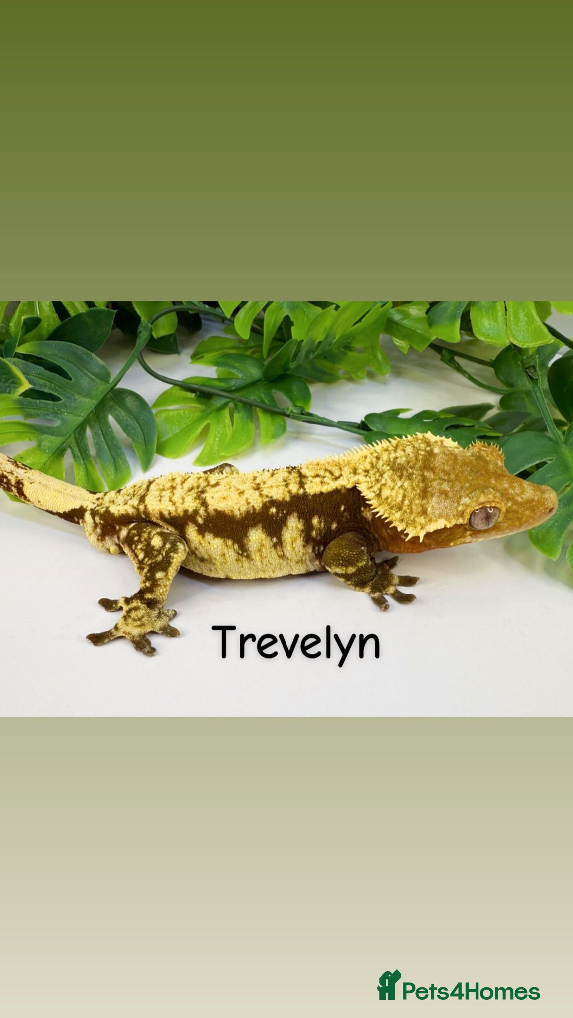 Gecko reptiles Mixed crested geckos  - Advert 3