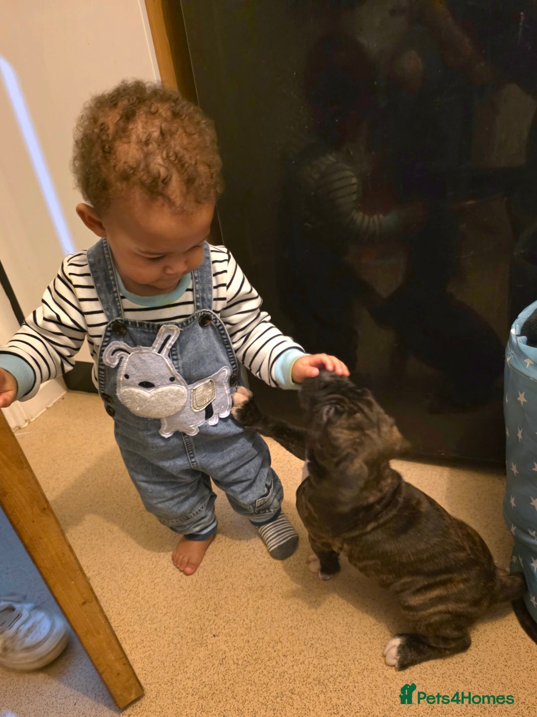 Boxer dogs for sale: Very unusual & Rare Boxer cross - Advert 3