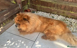 Chow Chow dogs for sale: Teddy - Chow Chow  - Image 4
