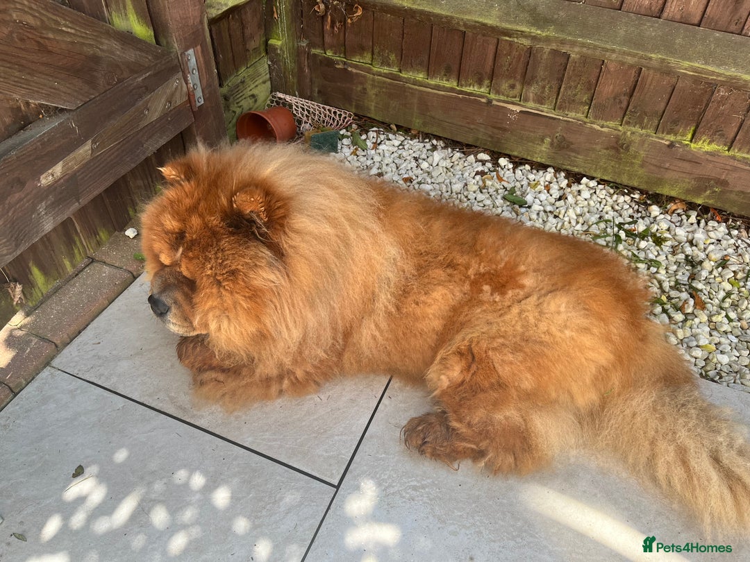 Chow Chow dogs for sale: Teddy - Chow Chow  - Image 4