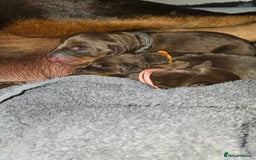 Dobermann dogs for sale: *HEALTH TESTED,HOME REARED,STUNNING DOBERMAN PUPS - Image 14