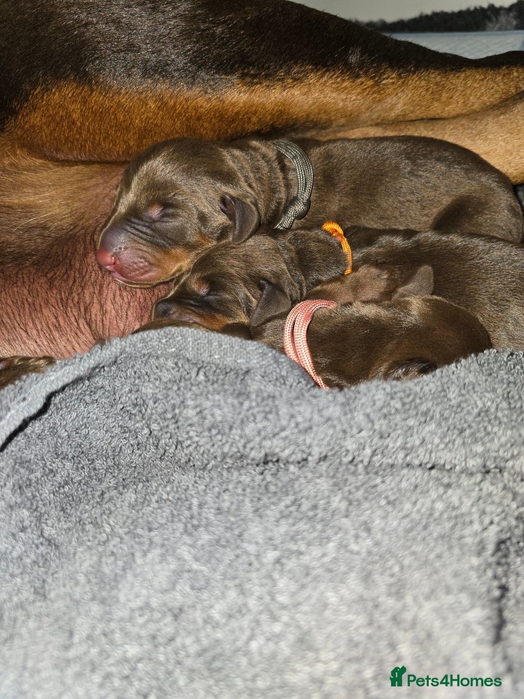 Dobermann dogs for sale: *HEALTH TESTED,HOME REARED,STUNNING DOBERMAN PUPS - Image 14