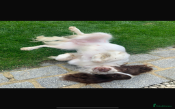 English Springer Spaniel dogs for sale: Millie - Image 2