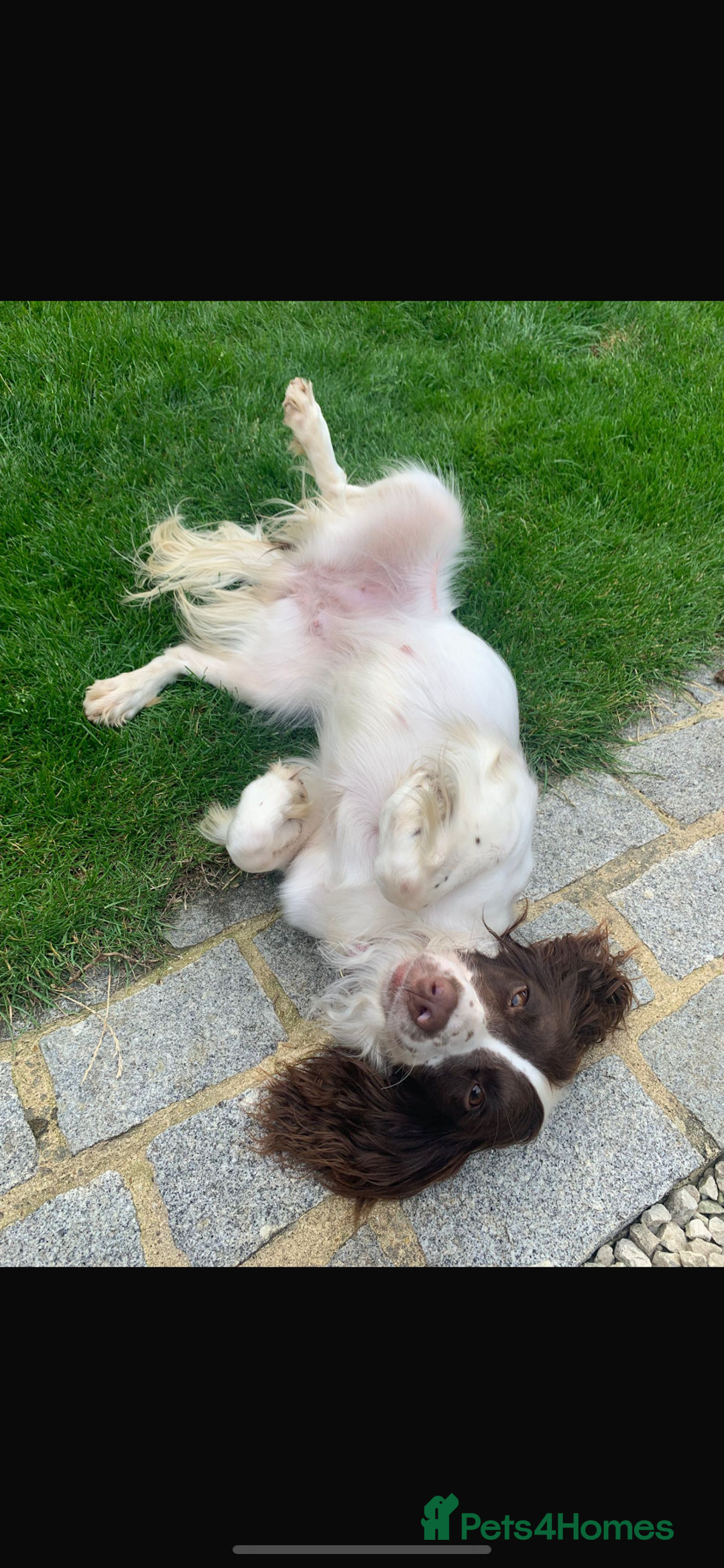English Springer Spaniel dogs for sale: Millie - Image 2
