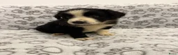Border Collie dogs for sale: Health Tested parents, KC Reg, BAER tested pups - Advert 17