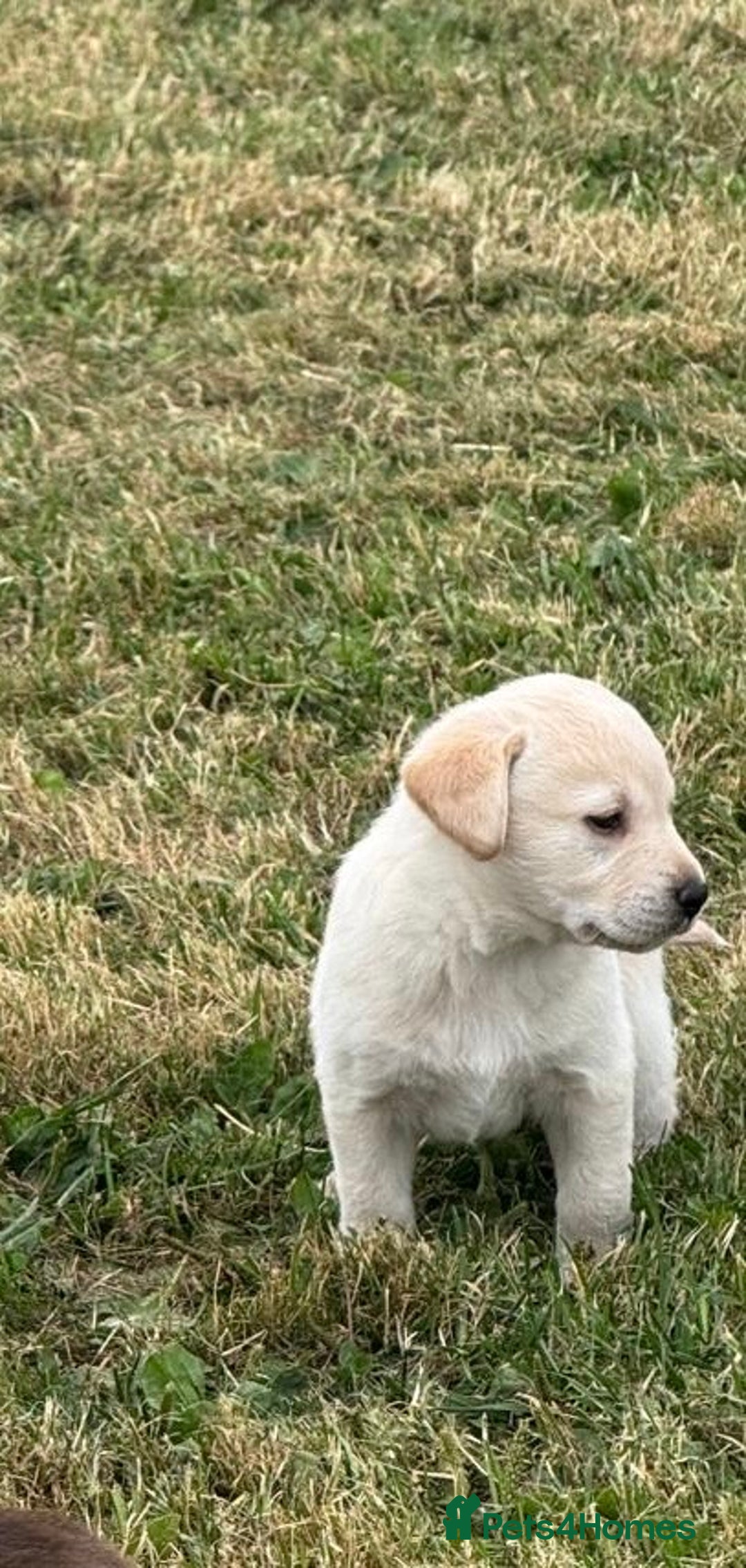 Labrador Retriever dogs for sale: Pedigree Labrador Puppies  - Image 11