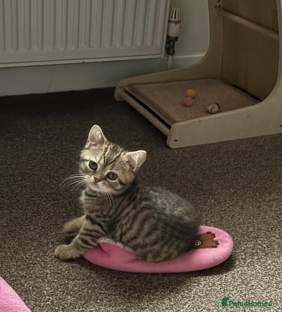 British Shorthair cats for sale: Arnie gorgeous wee affectionate boy - Advert 3