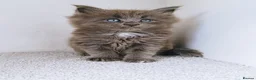 Maine Coon cats for sale: Blue maine coon kittens -DNA health tested parents - Advert 24