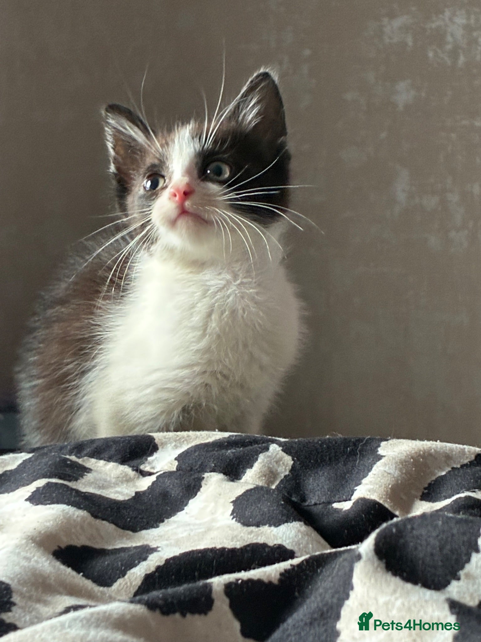 Mixed Breed cats Gorgeous boys ready now  - Advert 4