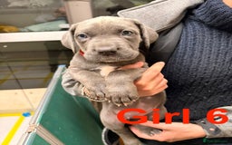 Cane Corso dogs for sale: Stunning Cane Corso Puppies for sale - Image 26