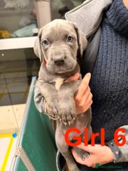 Cane Corso Puppy F6