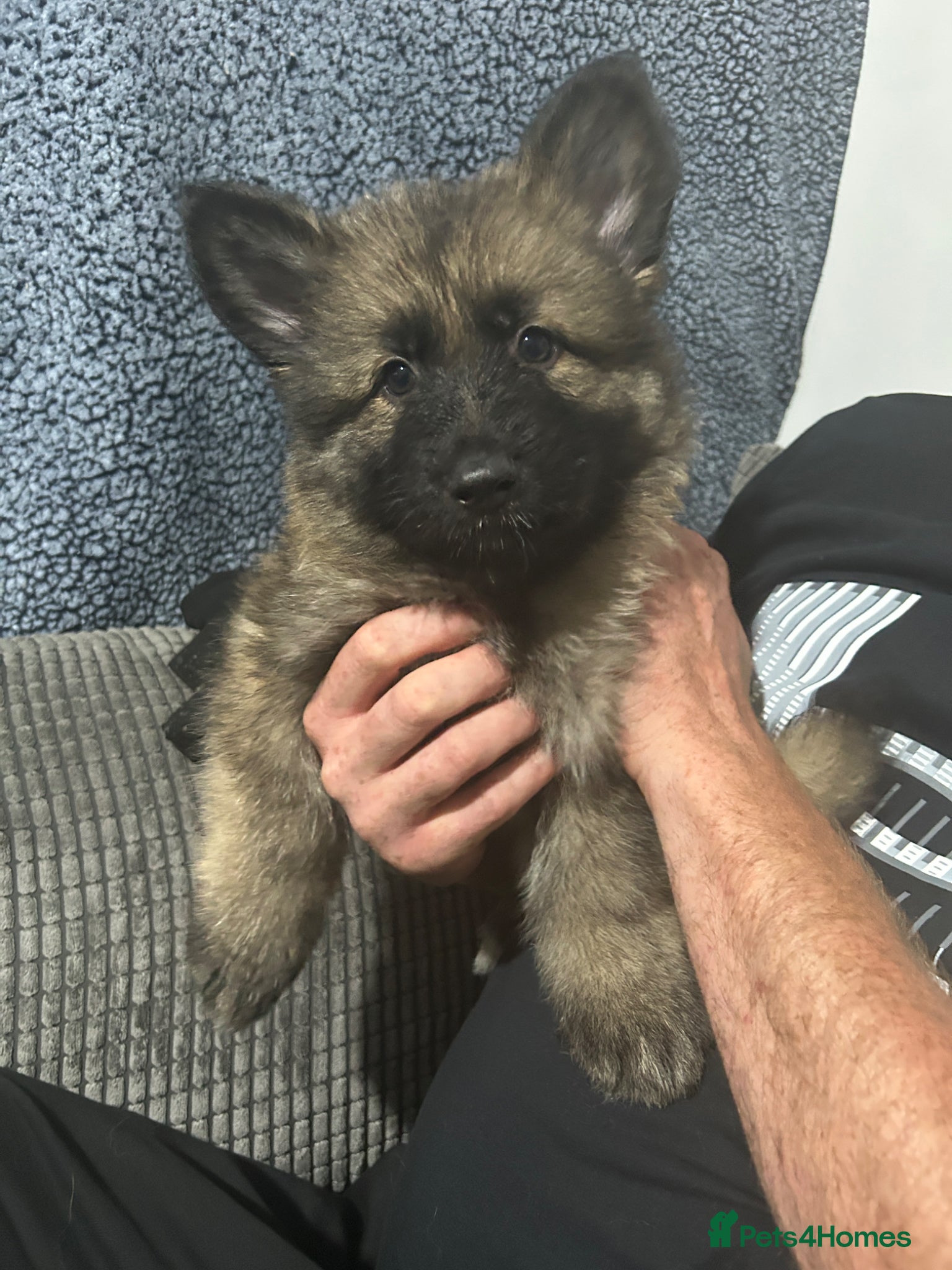 German Shepherd dogs 6 WEEKS OLD German shepherd puppies - Advert 8