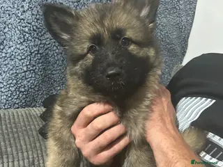German Shepherd dogs 6 WEEKS OLD German shepherd puppies - Advert 8