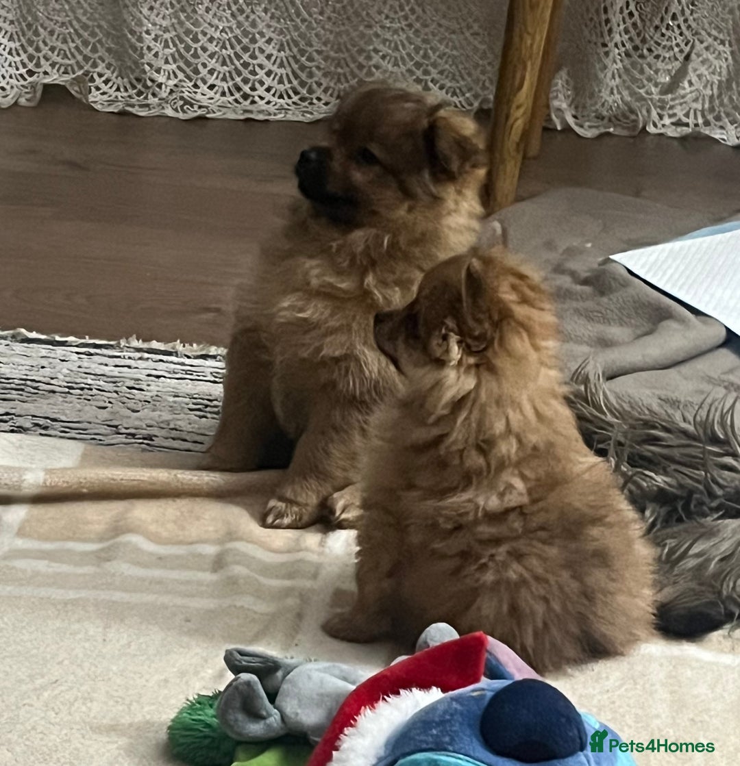 Pomeranian dogs for sale: ⭐️ 2x Pomeranian Boys ⭐  - Advert 1
