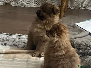 Pomeranian dogs ⭐️ 2x Pomeranian Boys ⭐ - Advert 2