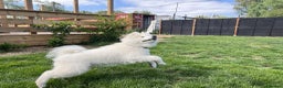 Samoyed dogs for sale: 10 Month Old Samoyed Ready for His Forever Home! - Advert 11