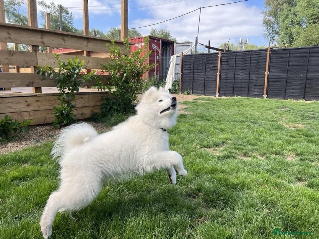 Samoyed dogs for sale: 10 Month Old Samoyed Ready for His Forever Home! - Advert 11
