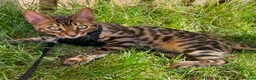 Bengal cats for sale: 2 Bengals Kittens Left ✨ in Southam - Advert 11