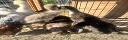 Ducks poultry for sale: Muscovy Indian runner duckling  - Advert 2