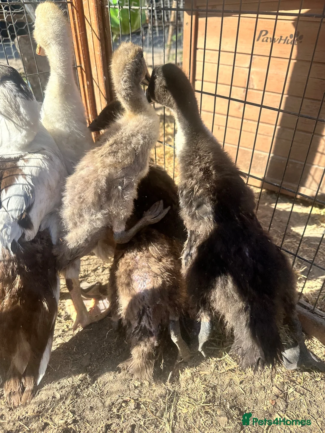 Ducks poultry for sale: Muscovy Indian runner duckling  - Advert 2