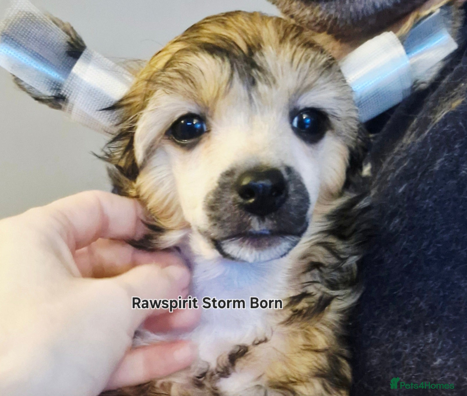 Chinese Crested dogs Kc reg, ready to new home, all paperwork done. - Advert 1