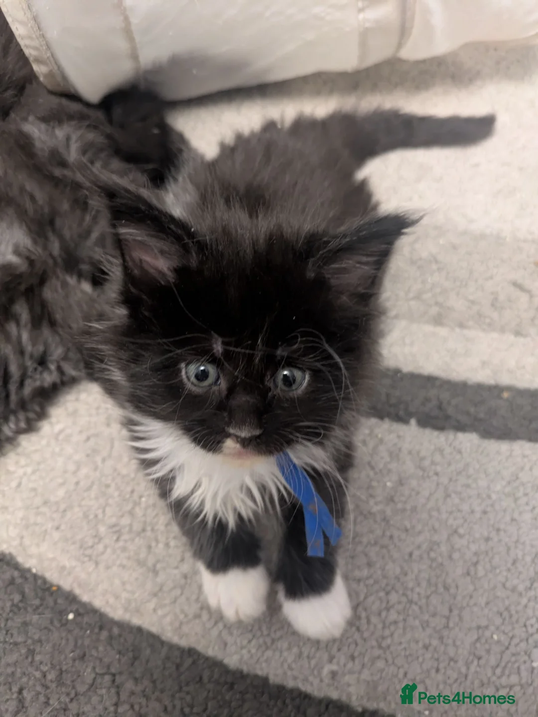 Maine Coon cats for sale: READY SOON Beautiful Maine coon babies  - Advert 34