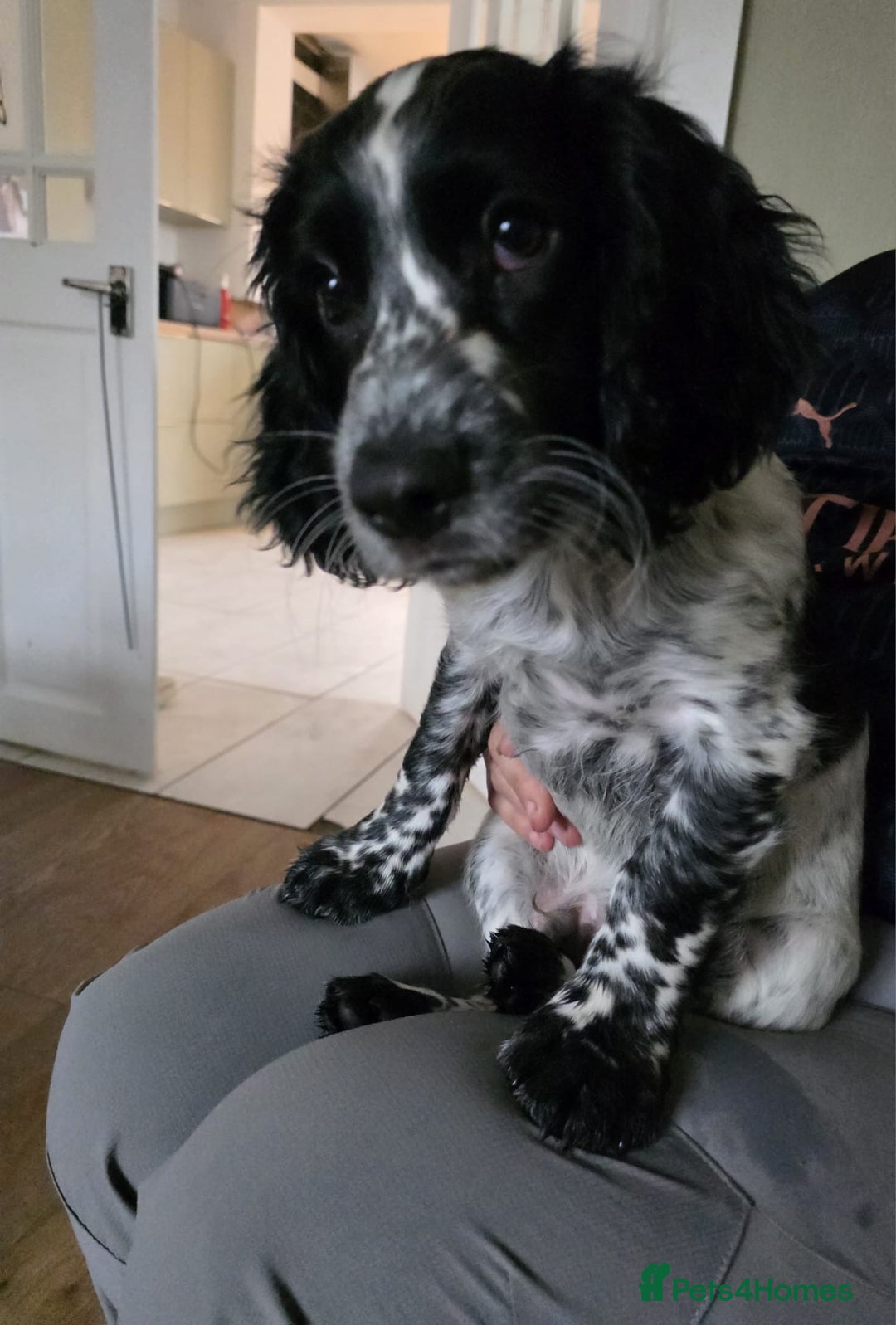 Cocker Spaniel dogs for sale: 4x Cocker Spaniel pups blue roan READY TO GO - Image 13